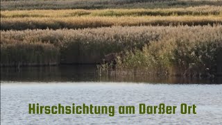 Hirschsichtung am Darßer Ort  MecklenburgVorpommern [upl. by Parsifal]