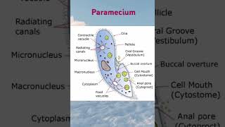 Paramecium diagram Biologyjinx [upl. by Franckot]