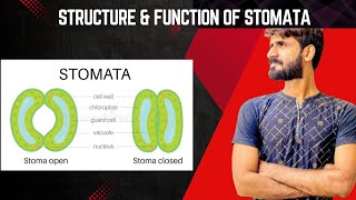 STOMATATYPES OF STOMATA GENERAL FUNCTION AND STRUCTUREBIOLOGY CLASS 10 [upl. by Myrah59]