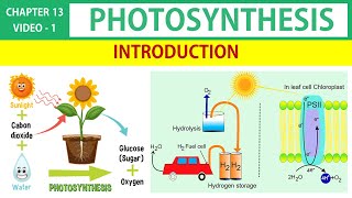 Photosynthesis in Tamil 1  Introduction  Class 11 Botany TN State Board [upl. by Eenwahs]