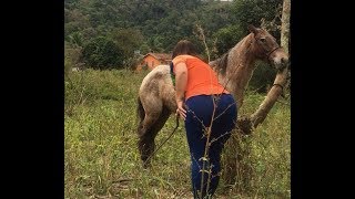 Égua ferida presa no arame farpadoajudar é uma missão impossível [upl. by Jagir]