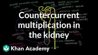 Countercurrent multiplication in the kidney  Renal system physiology  NCLEXRN  Khan Academy [upl. by Grassi]