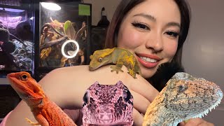 ASMR Showing My Reptiles🦎  Soft Whispers [upl. by Ortrud]