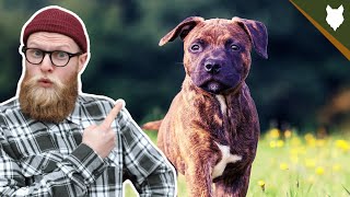 What To Do With A NEW STAFFORSHIRE BULL TERRIER PUPPY [upl. by Esorylime]