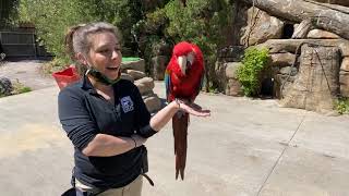 Home Safari – Fiesta the Macaw – Cincinnati Zoo [upl. by Yraeg49]