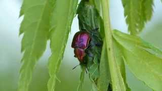 Byctiscus Toothnosed Snout Weevil Rolling Maple Leaves 2 イタヤハマキチョッキリ♀の揺籃作り：中編 [upl. by Ahseinad]