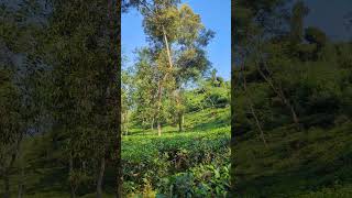 Beautiful Tea garden in sylhet shorts nature beautiful [upl. by Hurwitz917]