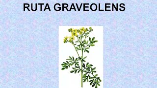 RUTA GRAVEOLENS  ΑΝΤΙΜΕΤΩΠΙΣΗ ΟΞΕΩΝ ΚΑΤΑΣΤΑΣΕΩΝ ΜΕ ΟΜΟΙΟΠΑΘΗΤΙΚΗ [upl. by Renny336]