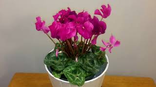 시클라멘 키우기 How to care for your Cyclamen [upl. by Assenad]