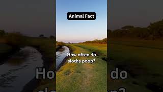 How often facts factsyoudidntknow animalshorts animalfacts shorts sloth [upl. by Creedon472]