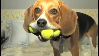 Beagle Dog  Jill With 4 Balls  WOW On Animal Planet Too [upl. by Moazami]