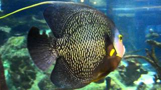 Tropical Fish Swimming In Tank At Mote Marine Aquarium Sarasota FL [upl. by Lertnom]