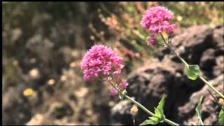 Documentario su Giacomo Leopardi 6 di 6 [upl. by Atikim]