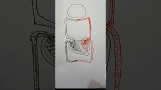 Diagrammatic representation of exchange of gasesShorts BDEDUCATION Viral [upl. by Aeneus]