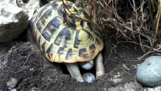 Deposizione Tartarughe di Terra Testudo Hermanni [upl. by Karia]