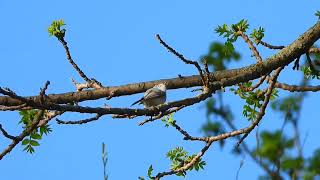 Bluegray Gnatcatcher calling [upl. by Nairdad]