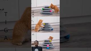 Cats playing rolling ball cat kitten funny catlover pets pop play catshorts [upl. by Nnaed]