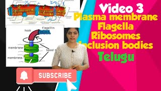 Prokaryotic cell l Plasma membrane Ribosomes and inclusion bodies l Class 11 NCERT NEET Biology l [upl. by Tnomed]