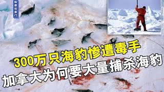 七年来300万只海豹惨遭毒手，加拿大为何要大量捕杀海豹？【科普任意门】 [upl. by Jahdol]