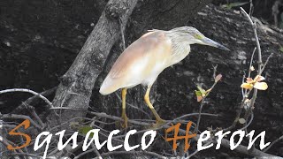 Squacco Heron Ardeola ralloides Bird Call amp Video Kruger Park  Stories Of The Kruger [upl. by Loni]