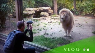 A LA RENCONTRE DES ANIMAUX Zoo de La Flèche  VLOG 6 [upl. by Arreip617]