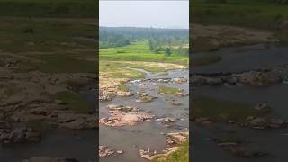 nature videography by ManishyadavIITBH iitbhilai shortsfeed shortvideo [upl. by Reube]