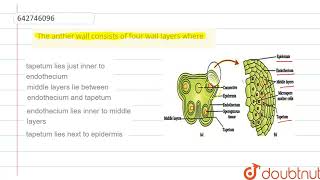 The anther wall consists of four wall layers where  12  SEXUAL REPRODUCTION IN FLOWERING PLAN [upl. by Tonl]