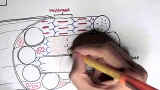 Myology  Skeletal Muscle Contraction [upl. by Ecirtaemed]