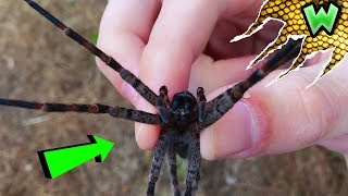 How to Catch Spiders WITH YOUR BARE HANDS [upl. by Nnor]