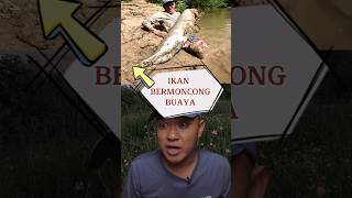 mancing ikan aligator di sungai shorts reaction mancing ikan ikanterbesar [upl. by Sidell]