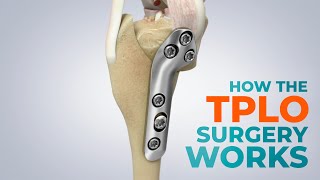 CCL Tears and How a TPLO Surgery Works [upl. by Jaella997]