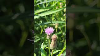 Wabamun Lake Provincial Park Alberta Canada [upl. by Haggai]