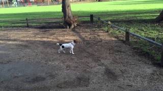 Jack Russell hunting squirrels [upl. by Jose]