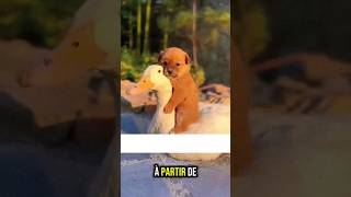 Le chiot et sa maman cane 🦢 animals cuteanimals canards [upl. by Derrek]