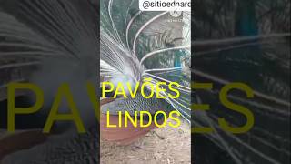 Criação de Peru  Pavões e Faisão lindos videoshorts shortsfeed shortsviral [upl. by Kalila955]