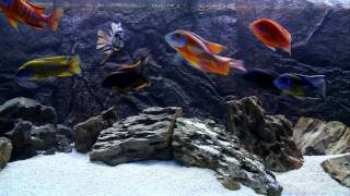 75 Gallon African Cichlid All Male Show Tank [upl. by Asilenna170]