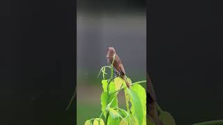 Scaly Breasted Munia birds munia struggle balance wind viewfromthetop backyardwildlife 4k [upl. by Airlie]