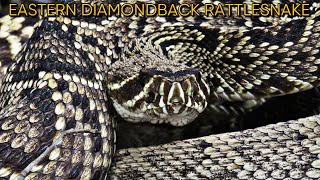 Eastern Diamondback Rattlesnake Rattling In 4K [upl. by Enicul]