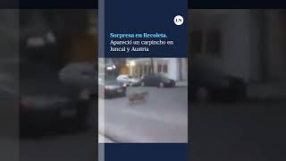 Apareció un carpincho caminando por Recoleta y generó sorpresa entre los vecinos [upl. by Annez]