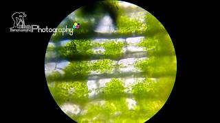 Cyclosis of Hydrilla Leaf under light microscope [upl. by Smailliw]