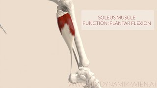 Soleus Muscle Function Plantar Flexion [upl. by Aihsele]