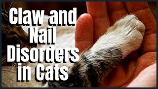 Claw and Nail Disorders in Cats [upl. by Annek]