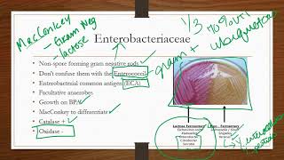 Enterobacteriaceae [upl. by Htebaile]