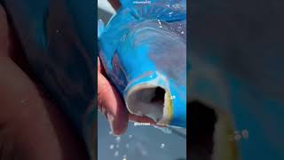 Blue Parrotfish shorts facts science [upl. by Najib347]