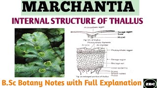 MARCHANTIA  Internal Structure of Marchantia Thallus  BSc Botany Notes with Full Explanation [upl. by Barton]