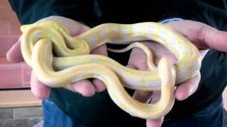 Prehistoric Pets  Reticulated Python Lavender Albino Tiger [upl. by Elbam176]