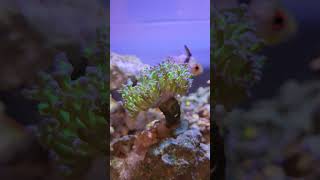 Frogspawn Coral ft Jimmy [upl. by Loutitia705]