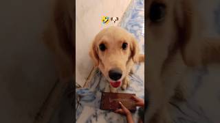 shortvideo funnyvideo doglover🐶🤣🤣 [upl. by Ennaillij]