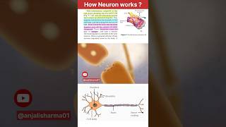 neuron structure and function animation control and coordination ncert cbse exampreparation [upl. by Annuahs]