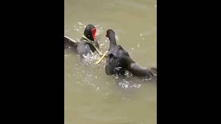 common moorhen sound common moorhen bird common moorhen bird hunting call common moorhen baby [upl. by Ecienahs]